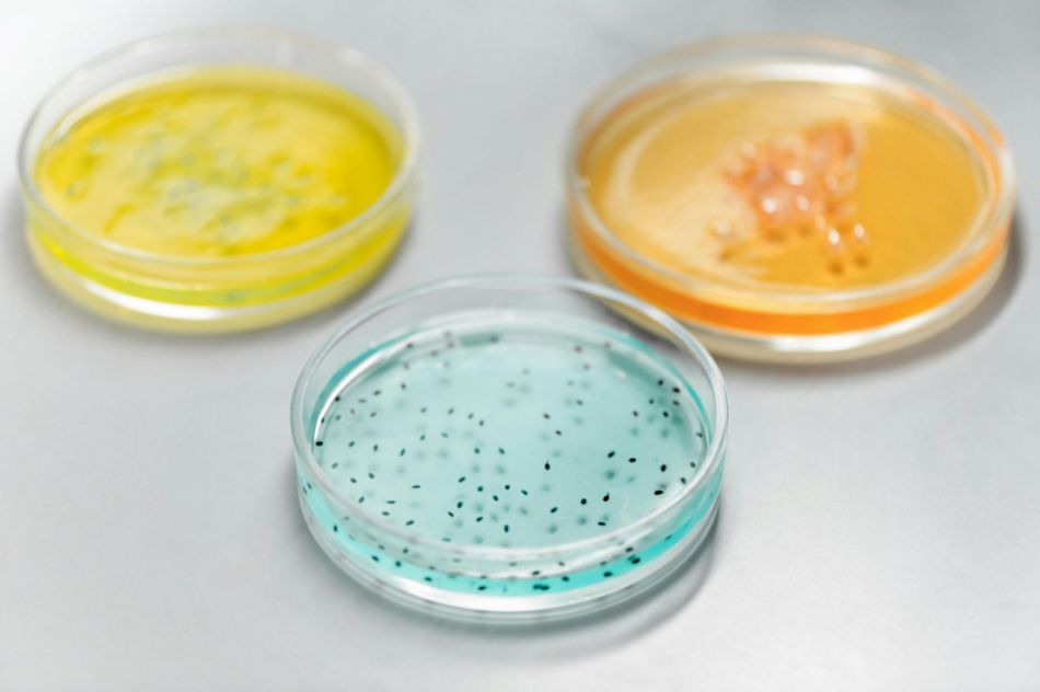 Protoplastes mycéliens : techniques de prolifération avancées